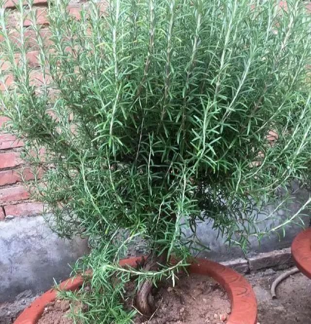 驱蚊的花哪一种最好养,这8种花随便养一盆蚊虫不敢来