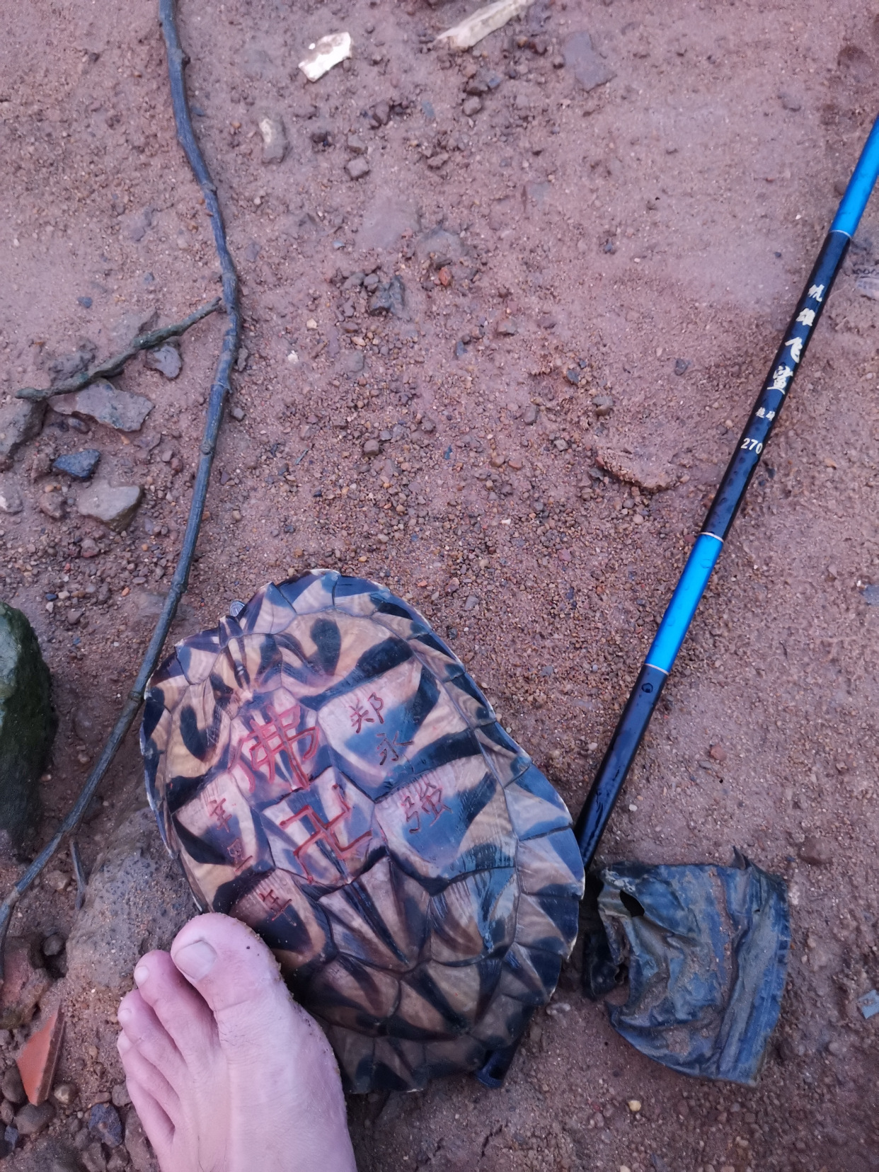 南宁钓友钓了只墨龟，背上刻了“宁莉陈”三个字，钓友：想养起来