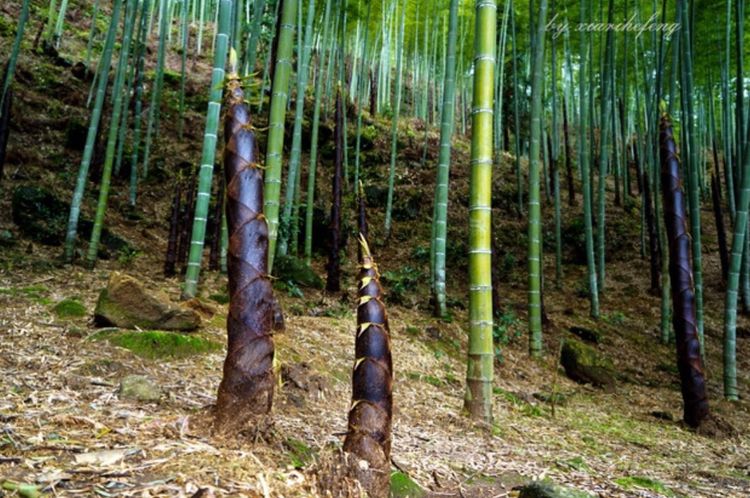 养在深闺人未识,桂林华南之巅猫儿山
