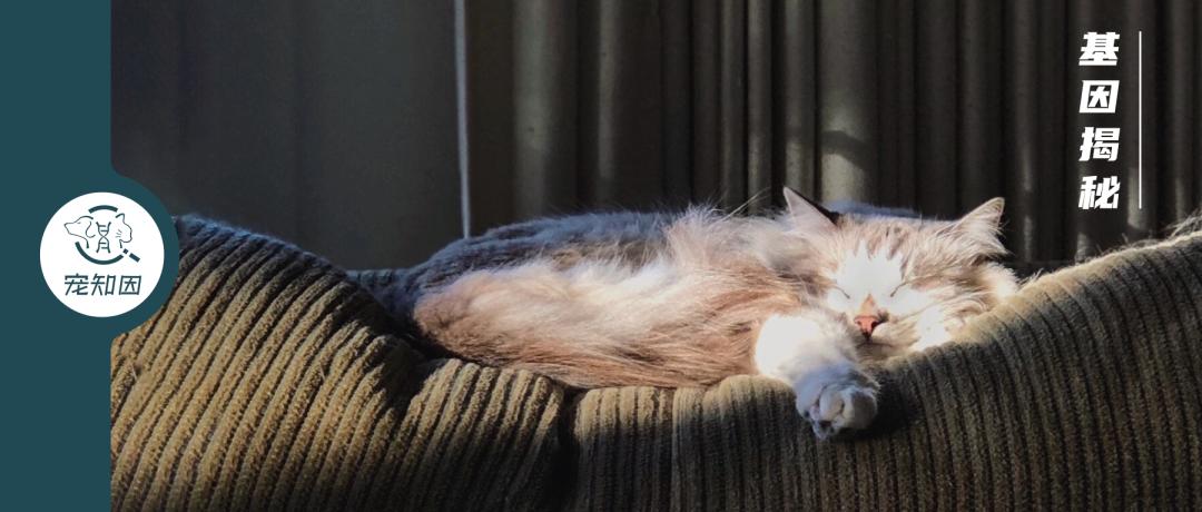 怀孕的母猫得猫瘟没流产,怀孕母猫得了猫鼻支会流产么