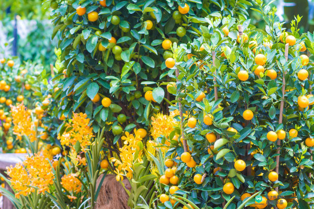 院子适合种的花和设计,庭院设计植物大全