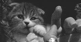 挑选猫咪时聪明人会避开这7种猫,猫主子不亲人