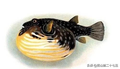 全球最危险的鱼,世界上最致命的鱼