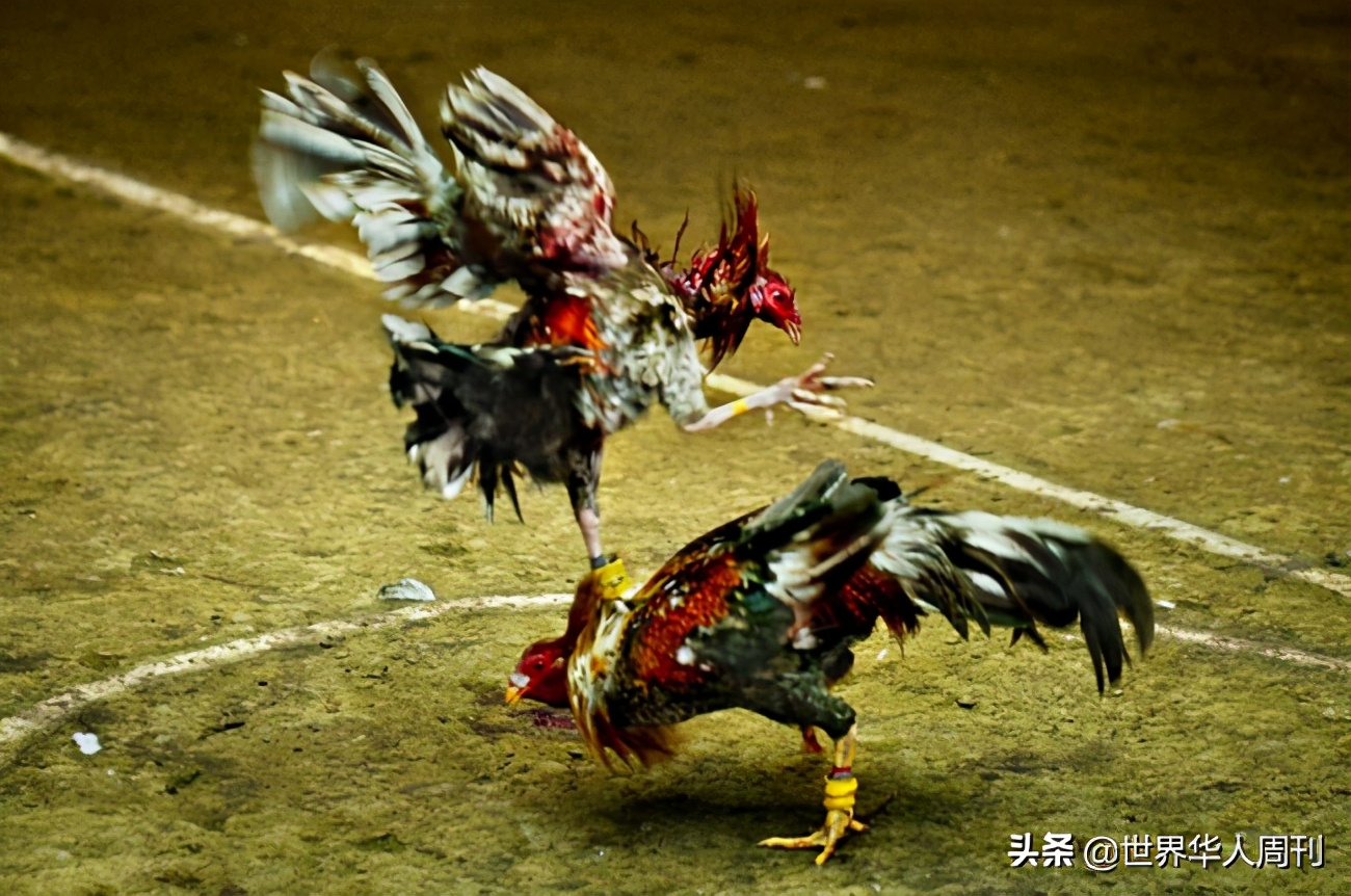 菲律宾斗鸡带刀杀死主人,一警察被公鸡刺死