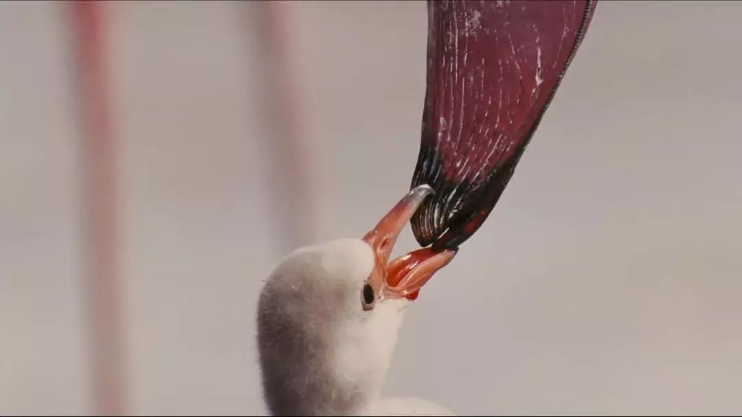 无比震撼的十部动物纪录片,15部81集顶级的自然动物纪录片
