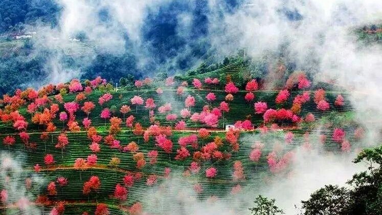 武大的樱花和东湖的樱花,重邮樱花和武大樱花