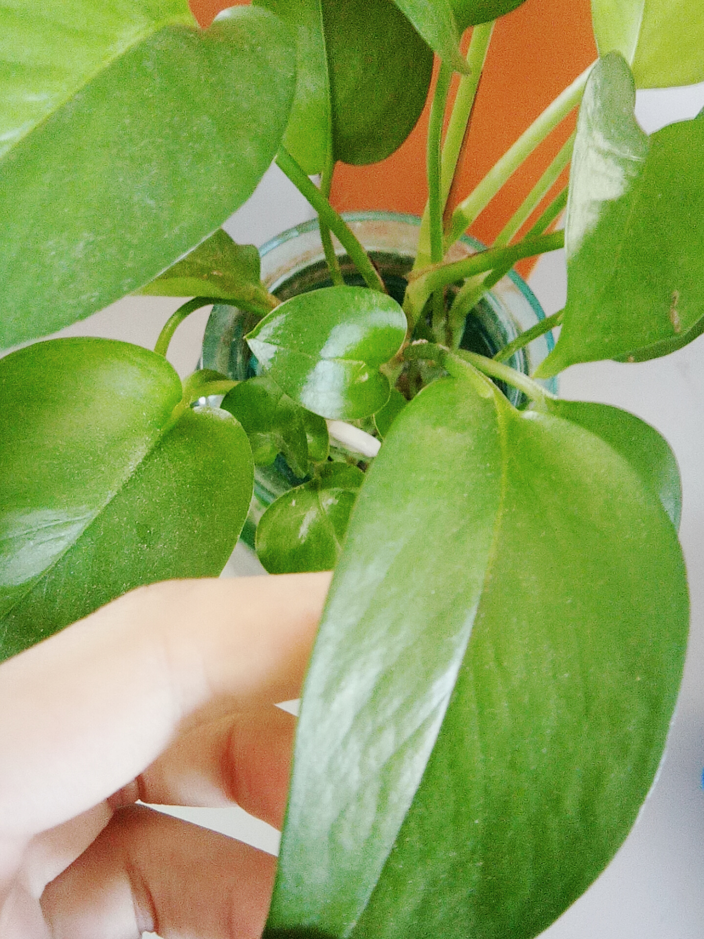 水培发根后怎么转土培养,怎么养水培富贵树才绿油油