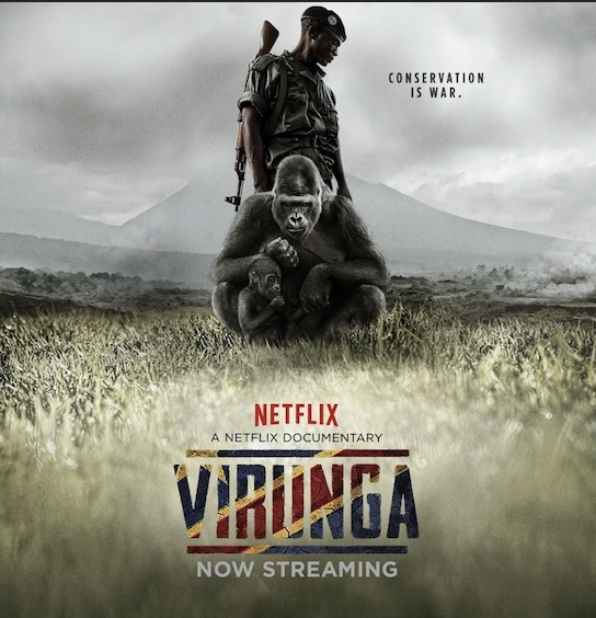 已死亡的著名大猩猩,年龄最大的大猩猩去世