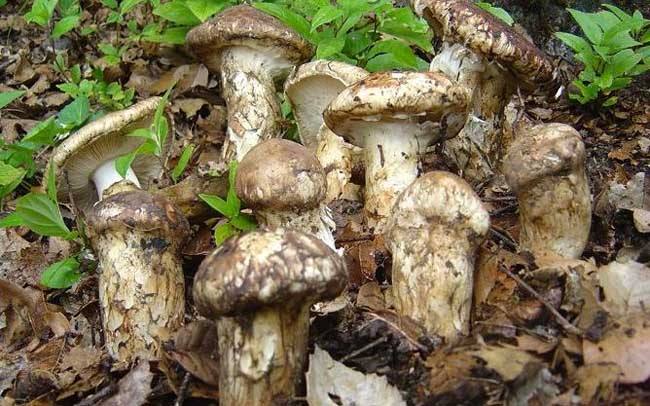 美食昂贵,昂贵美食