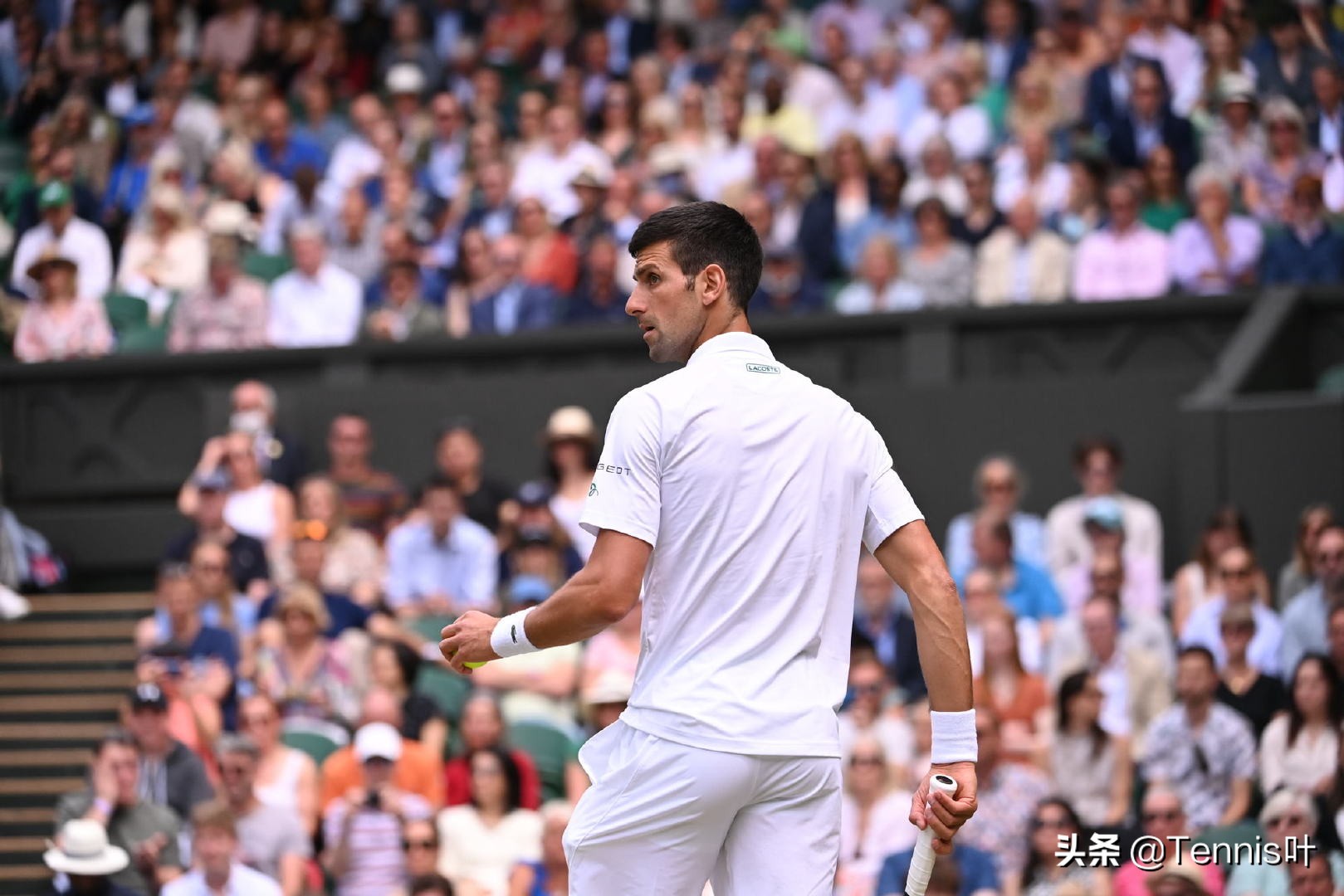 温网德约科维奇vs穆雷,温网德约科维奇vs诺里