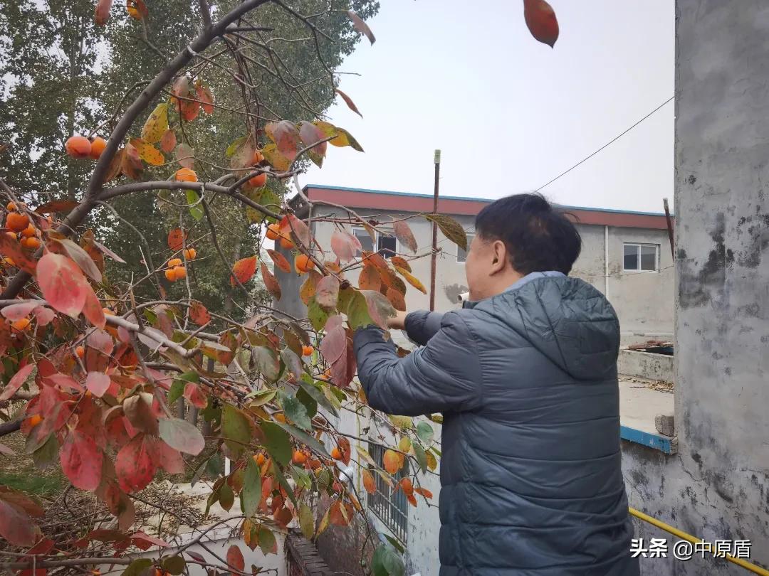 【我为群众办实事】淇县：秋末柿子红检民情意浓
