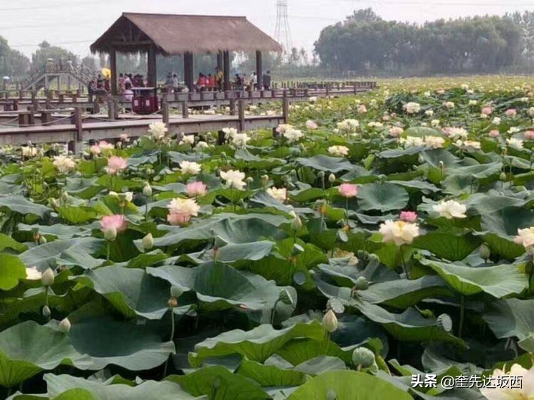 莲叶无穷碧映日荷花别样红全文,接天莲叶无穷碧映日荷花别样红