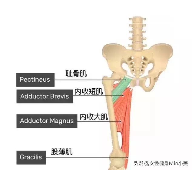 改善大腿内侧赘肉松弛运动,大腿内侧紧实的有效的方法
