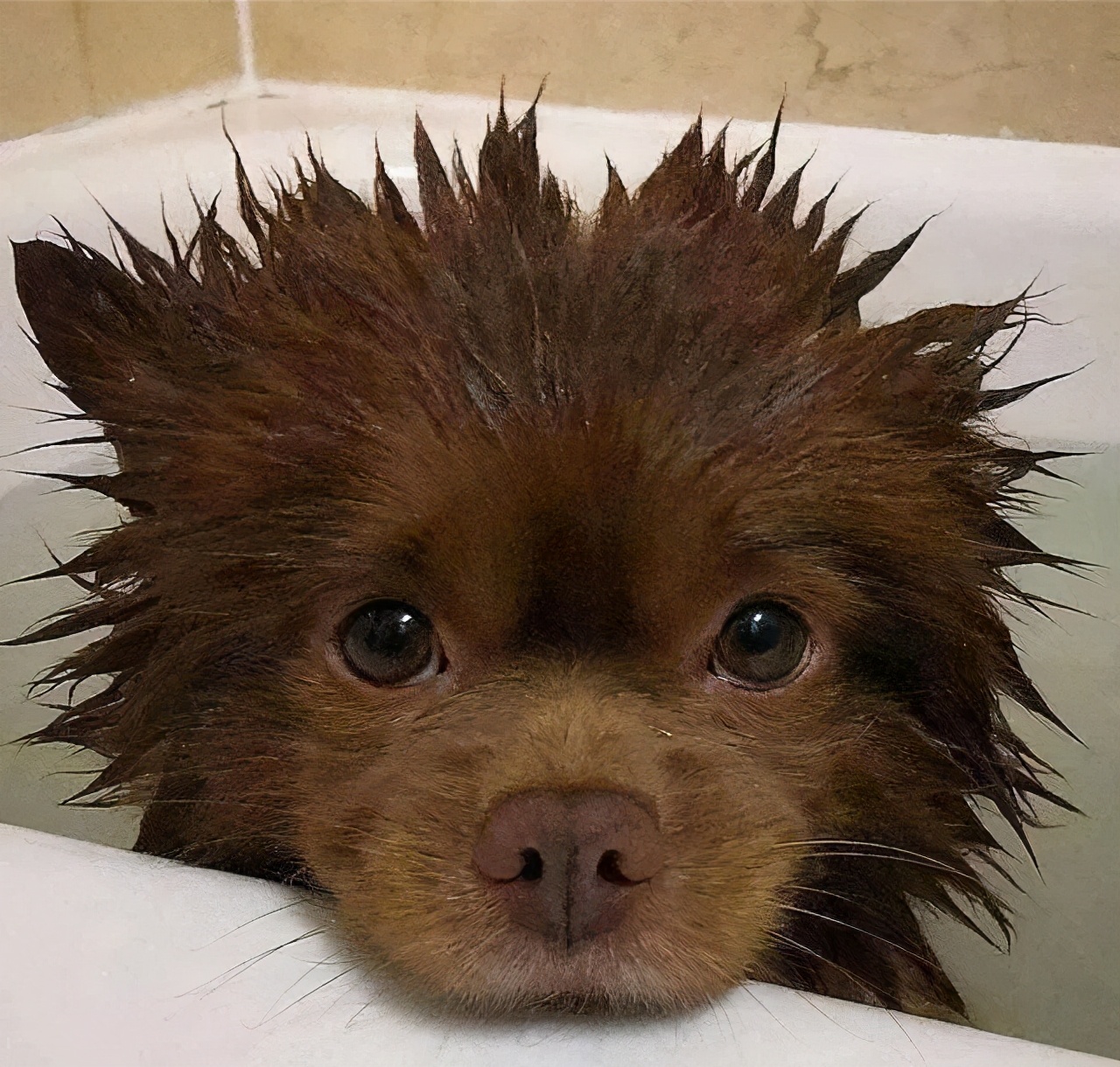 狗狗呕吐的常见原因和应对,狗狗呕吐一般是什么原因导致的呢