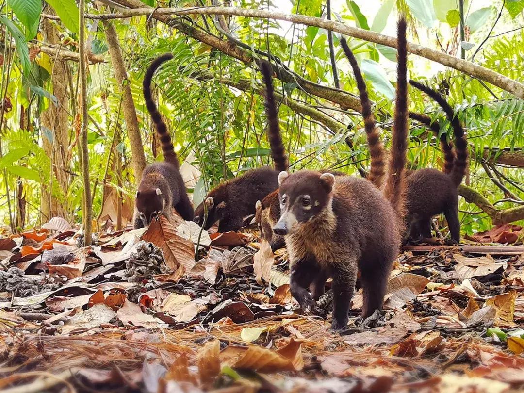 华为p30的镜头模组叫什么,华为p30镜头是蓝宝石的吗
