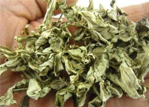 蚊子克星夏天外出必备,蚊子最怕的老窝