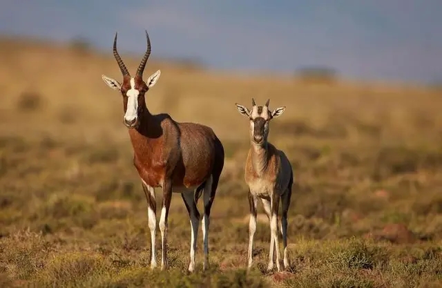 非洲牛科，物种繁多，来认识一下非洲大陆的各种羚羊吧