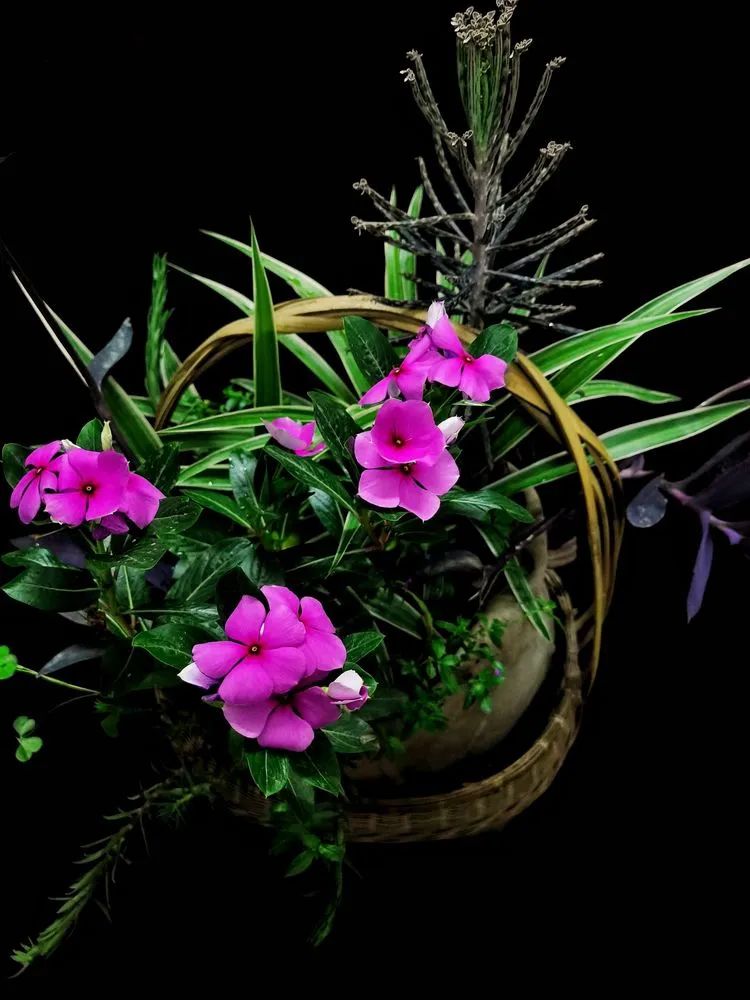 一盆仙人掌和一盆月季的故事,一个多肉的故事