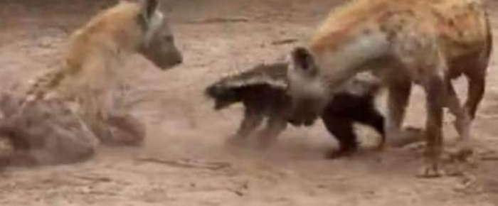 蜜獾厉害还是平头哥更厉害,平头哥蜜獾到底有多强大