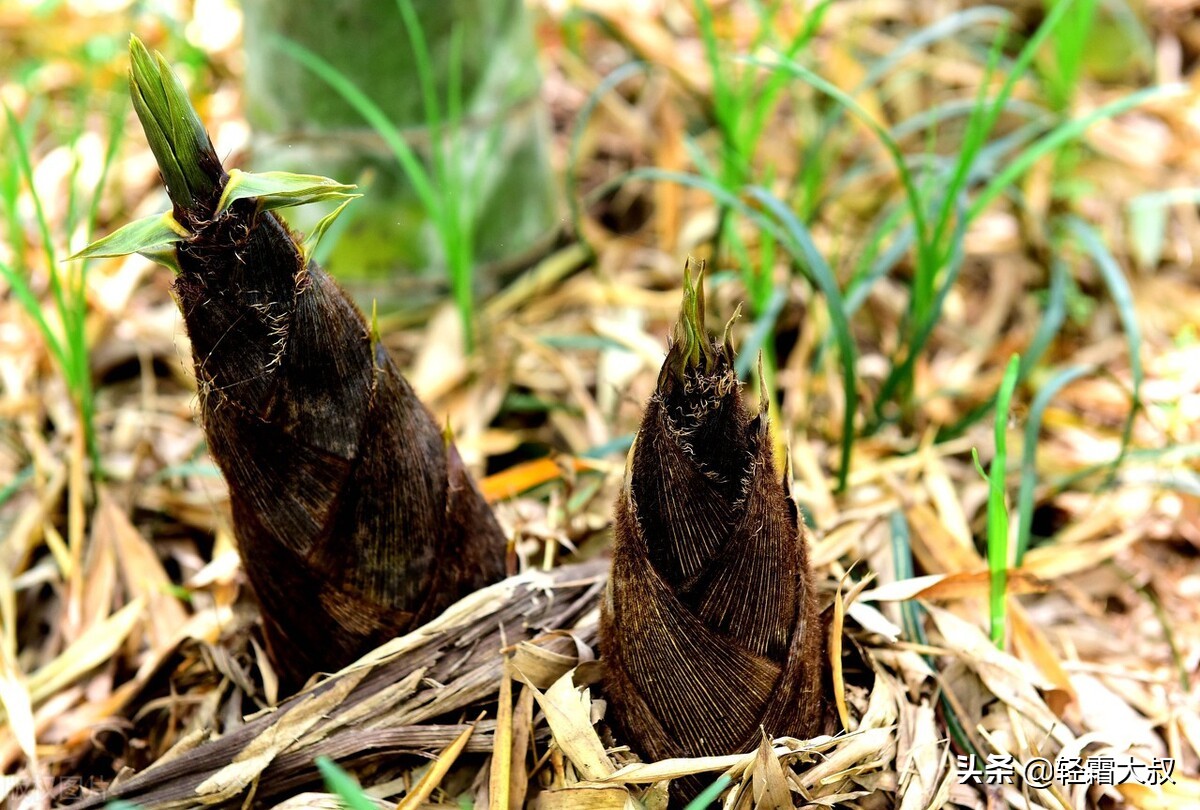 美食文化｜一棵春笋，从《诗经》时代一直鲜到今天的餐桌