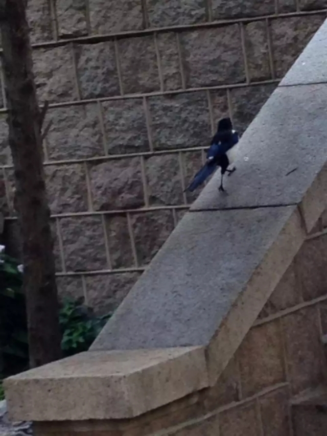 家里来灰喜鹊好吗,灰喜鹊什么季节出现