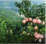 福建三红蜜柚和红心蜜柚哪个好,三红蜜柚和红肉蜜柚哪个果肉更红