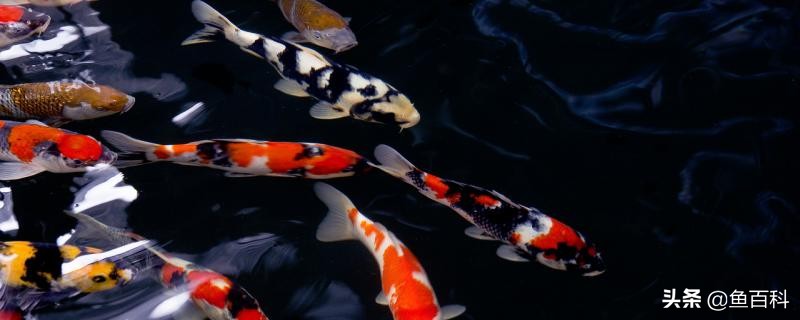 锦鲤能和冷水鹦鹉鱼混养吗怎么养,鹦鹉鱼锦鲤龙鱼能繁殖吗图片