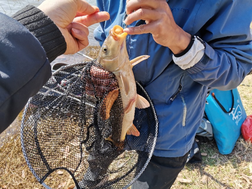 禄劝野钓鲫鱼好地方,禄劝溪流野钓
