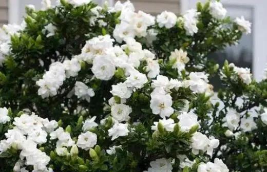 水培扦插栀子花根怎么长在上面了,栀子花扦插养殖方法和注意事项