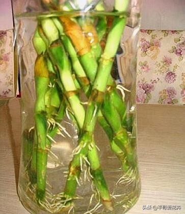 养花养根药片磨碎用上根系呼呼长,用什么药水可以让植物爆根