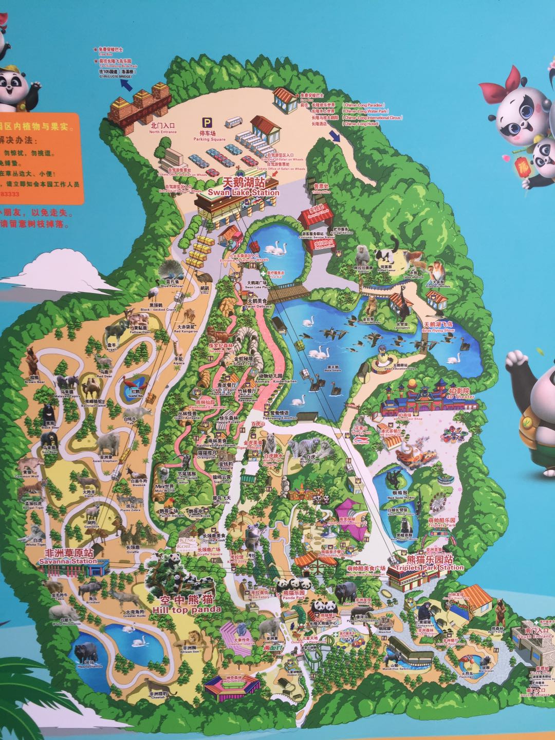 哪里有大熊猫动物园,国宝级大熊猫动物园