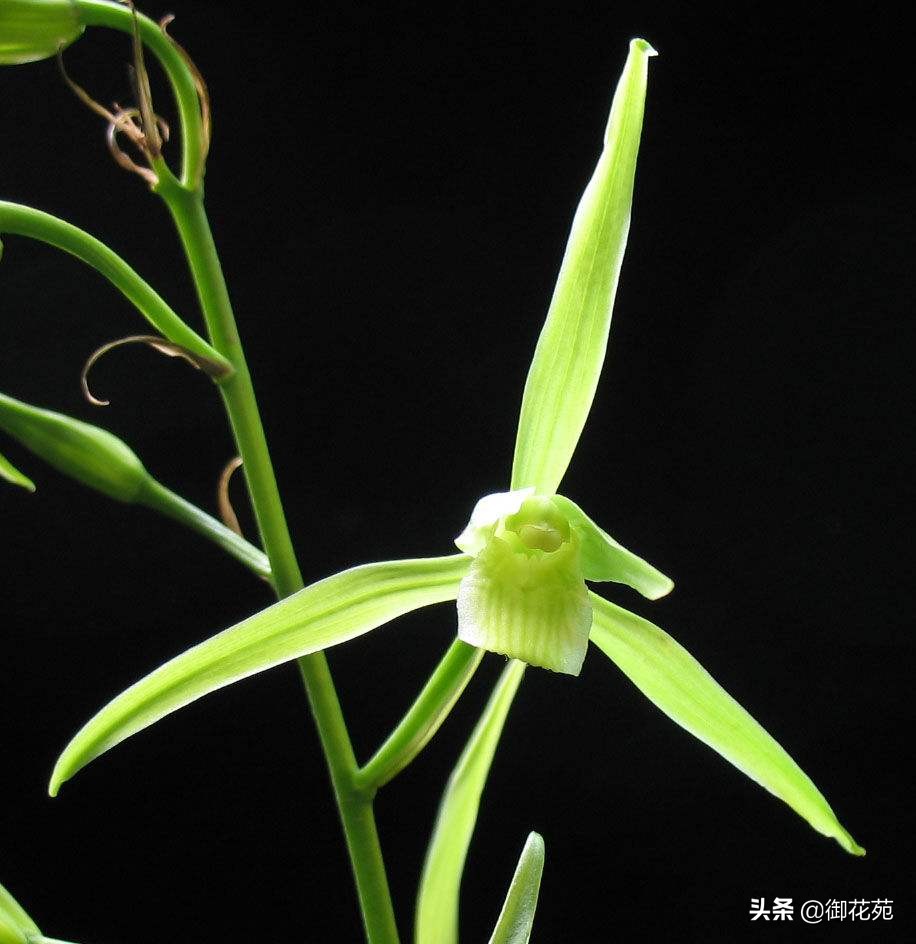 兰花养殖方法兰花品种大全,兰花品种中哪个品种喜欢湿一点