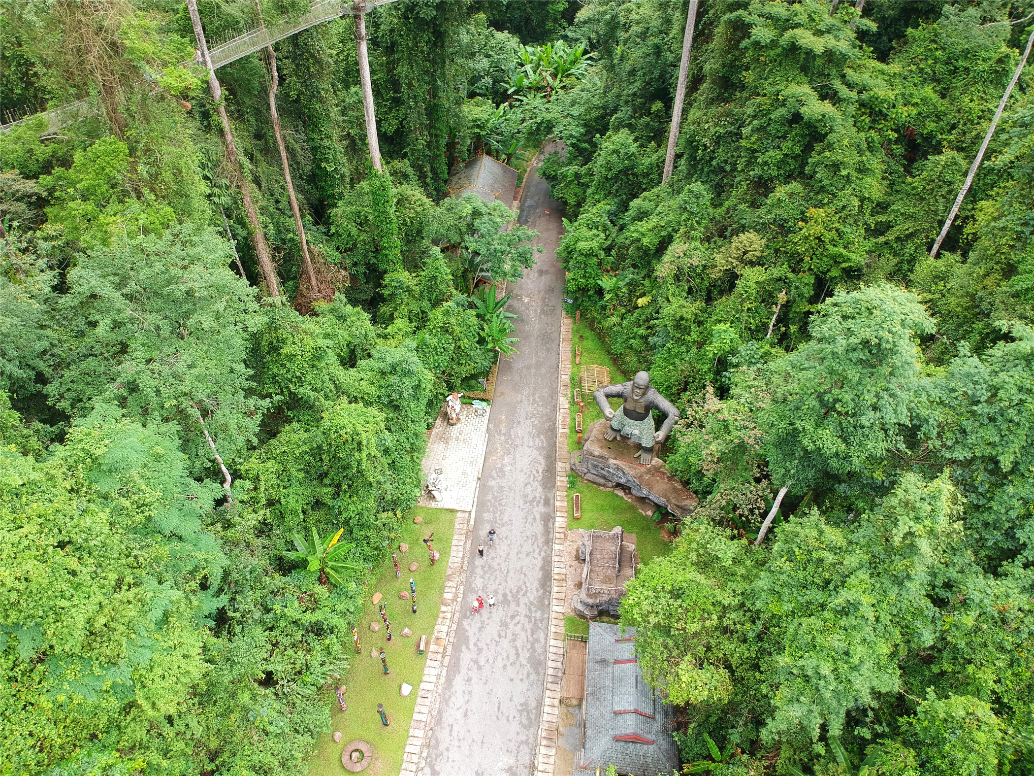 西双版纳望天树有多高,西双版纳望天树攀爬