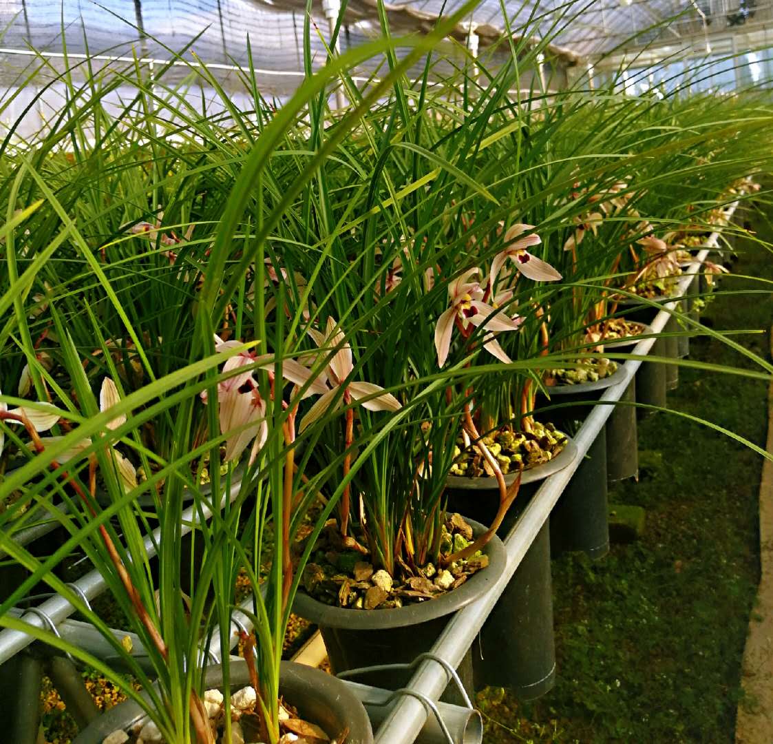 2023莲瓣兰心心相印什么价格,2020年莲瓣兰心心相印价格