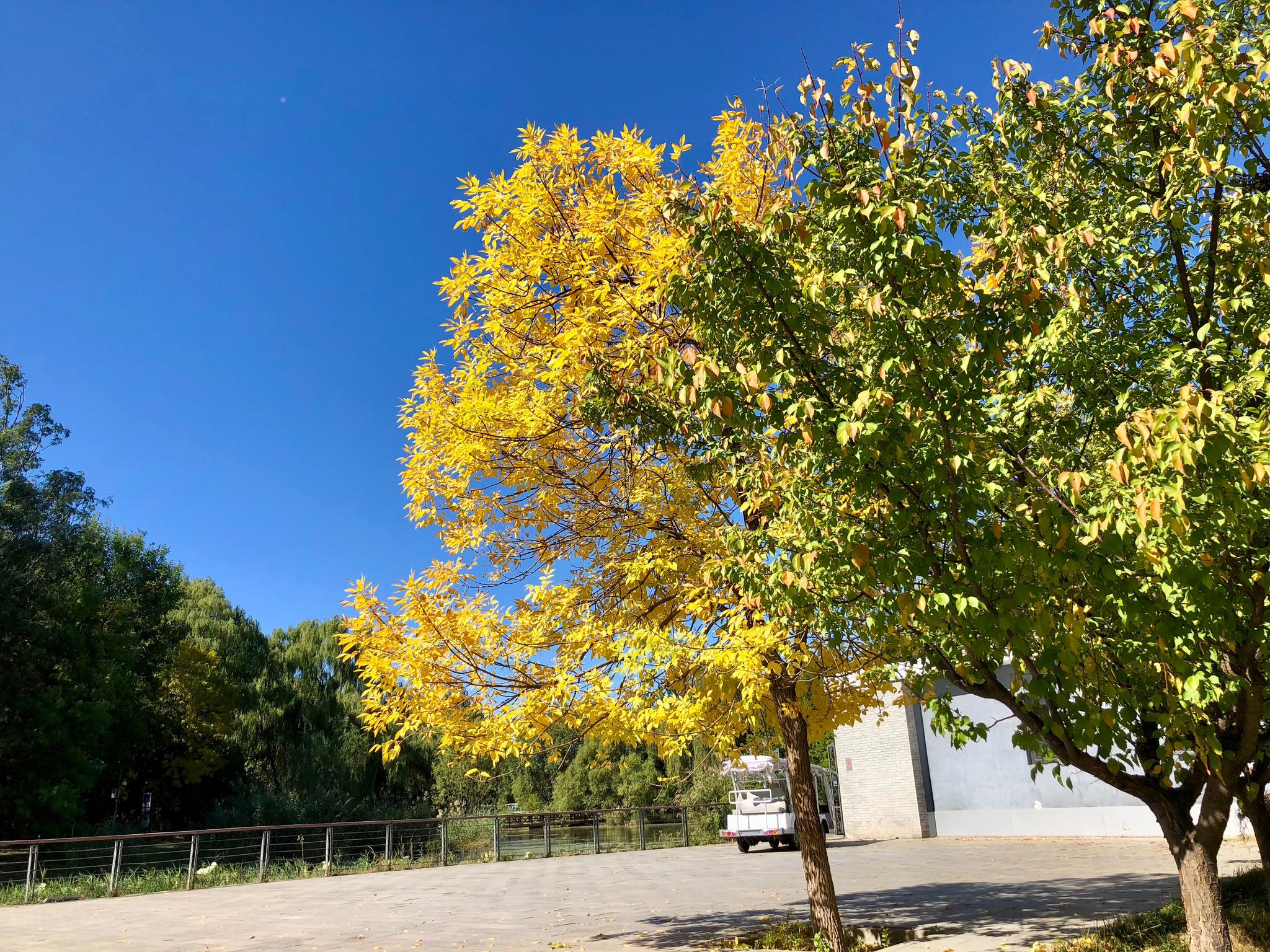 白蜡树在冬季怎样种植成活率高,白蜡杆栽培技术