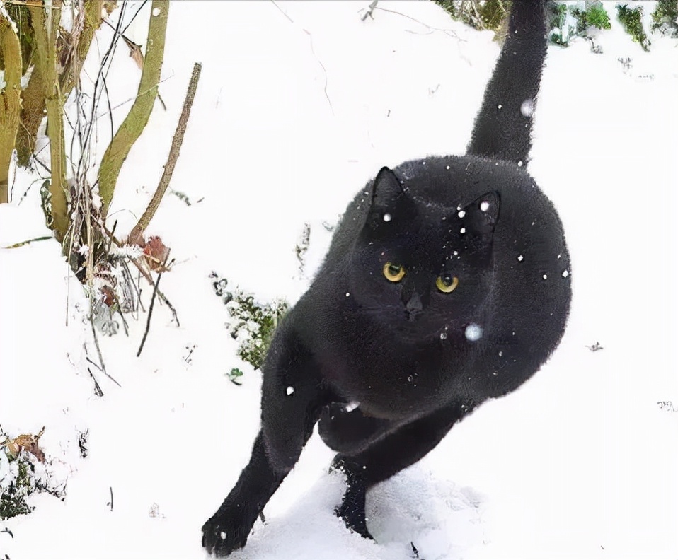 为何不建议养黑猫,黑猫为啥不建议养