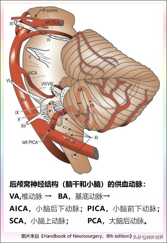中脑和脑干的解剖,解剖神经系统脑干