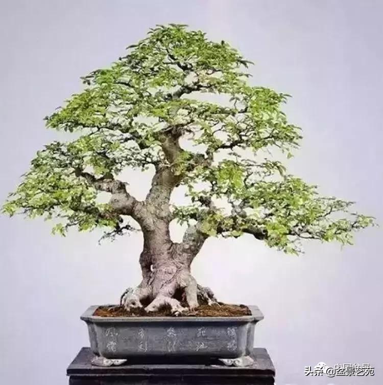 天生好养的36种盆景植物,好养的大盆景植物推荐