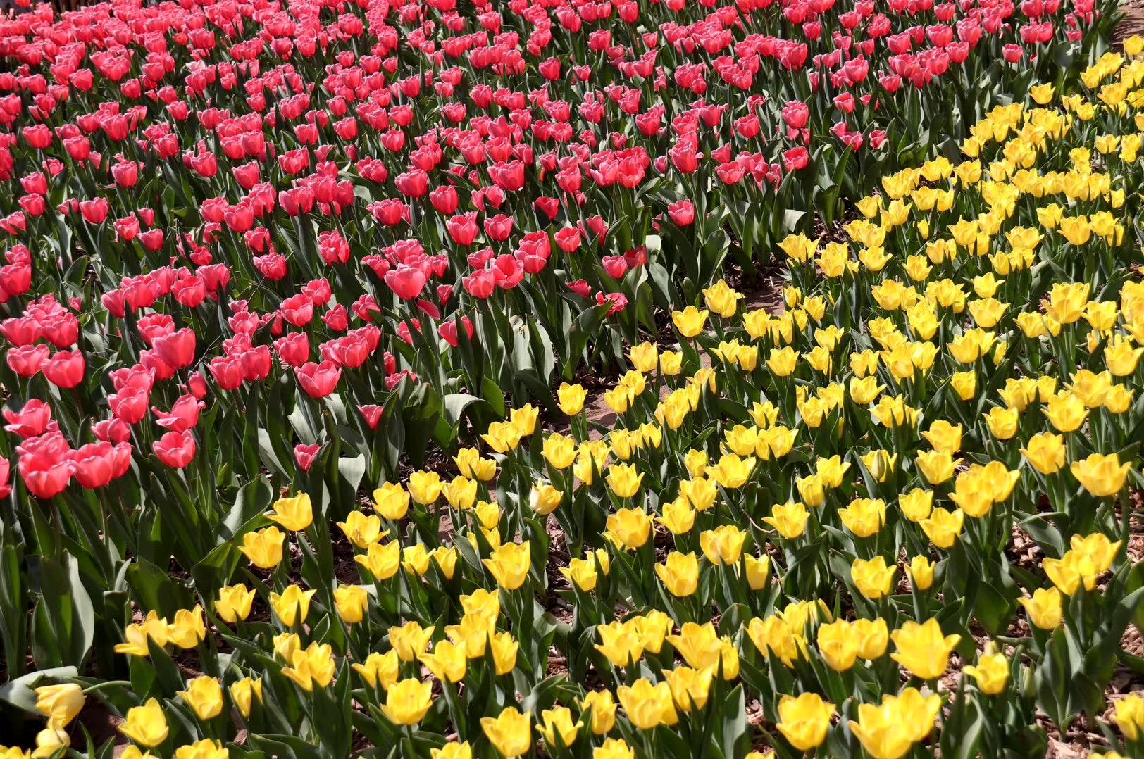 上热门来胶州郁金香花海赏花,胶州植物园郁金香盛开