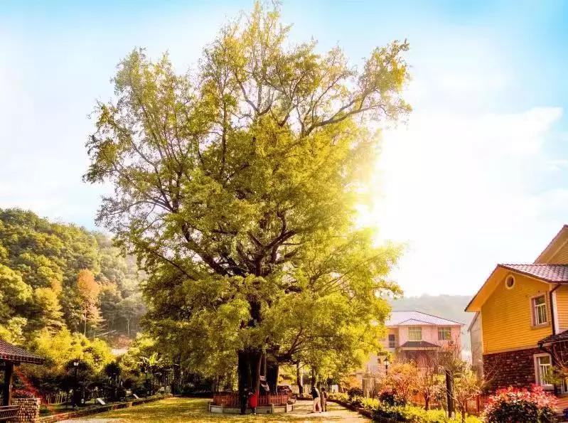 最美银杏秋景自驾攻略,杭州银杏树旅游攻略