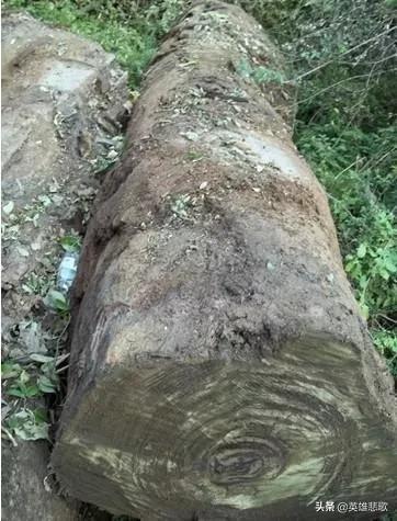 阴沉木为什么值钱,阴沉木到底哪些地方值钱