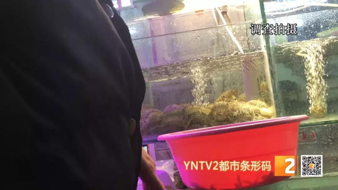 活皮皮虾用盐水泡着会死吗,皮皮虾泡水里几分钟就死了
