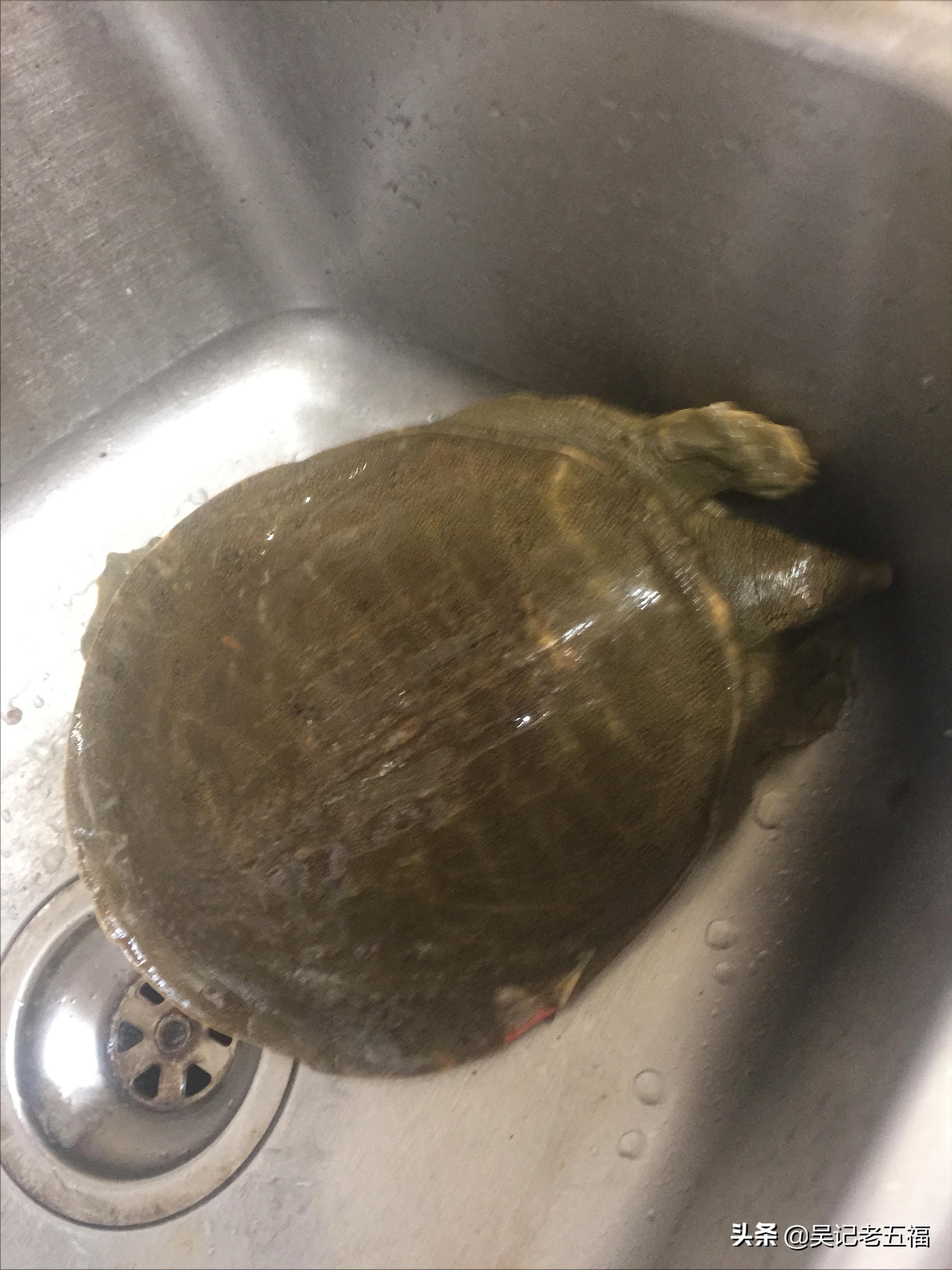 甲鱼排骨做法红烧,大师的菜红烧甲鱼