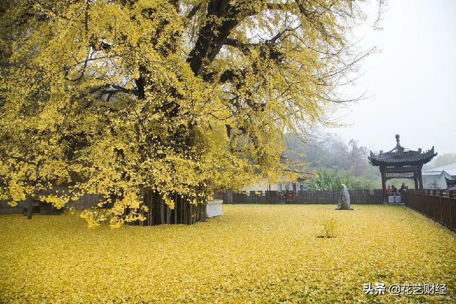 银杏如此常见为什么已是濒危植物,银杏果可以种植为什么银杏濒危