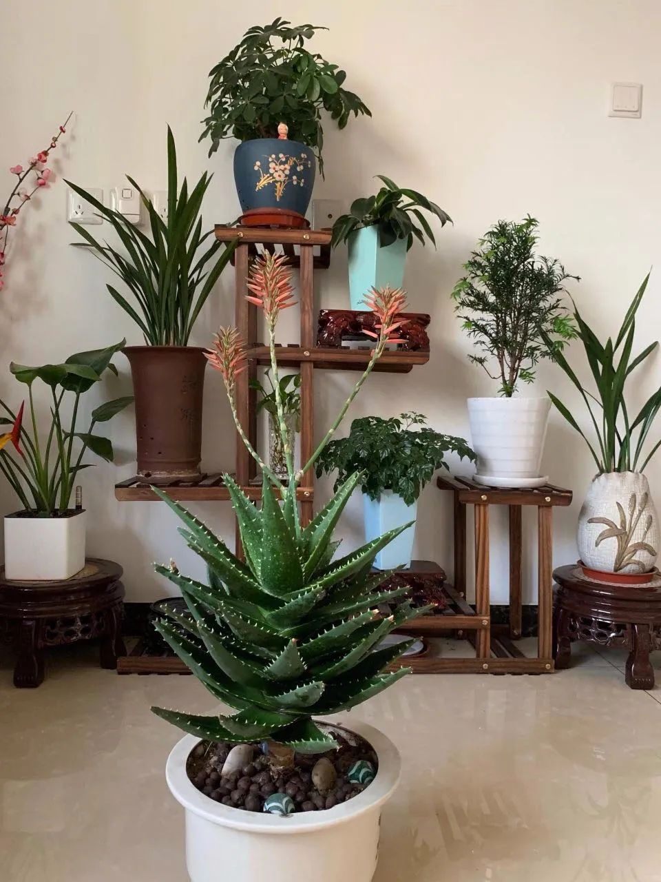 聪明人只爱这3种花卉视频,聪明人都在养的5种花香雪兰