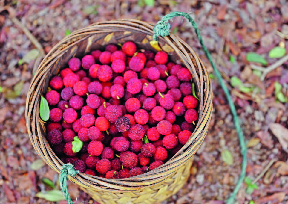 仙居杨梅和浮宫杨梅哪个好吃,闽南浮宫杨梅最新消息