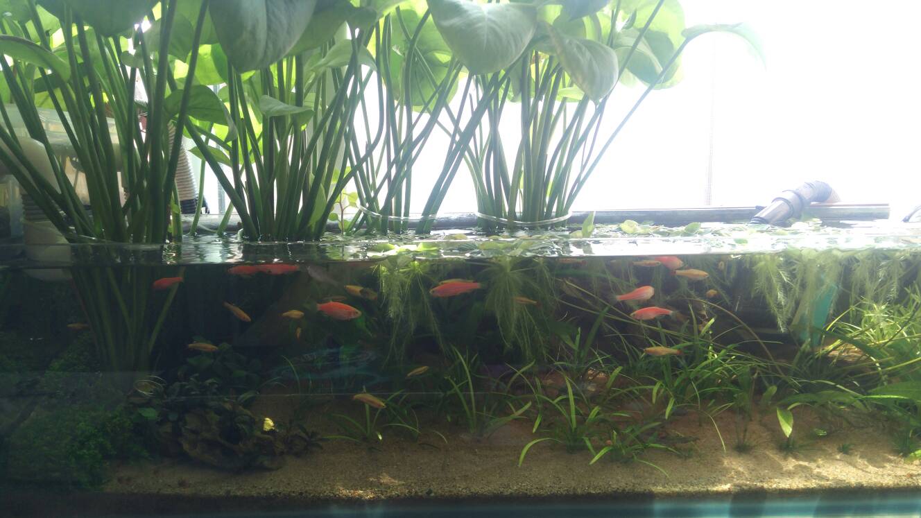 沼泽过滤鱼缸怎么开缸,沼泽缸开缸教程