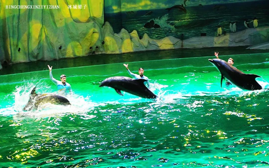 走进哈尔滨完整视频,走进哈尔滨海洋馆