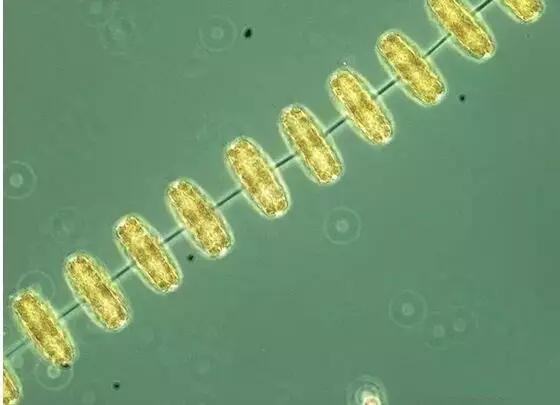 水产养殖藻类老化是怎样的,水产养殖显微镜下各种藻类