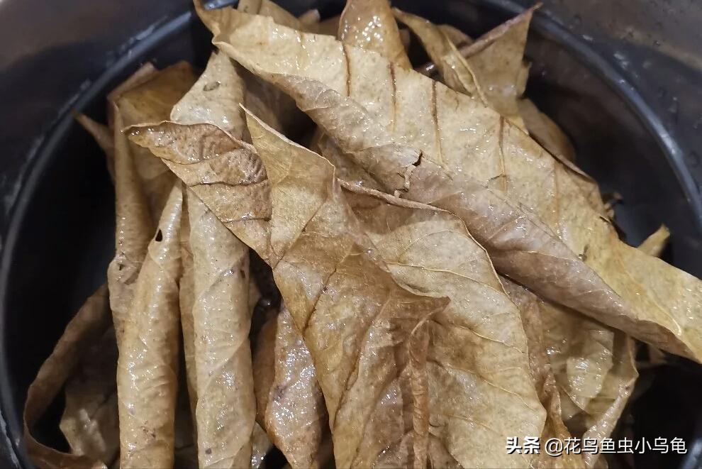 斗鱼要怎么养才能养得又大又漂亮,斗鱼怎么养才好看又好养活